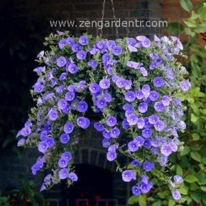 Convolvulus sabatius fidesi mavi çiçekli yayılıcı sarkan 3 adet 7 cm saksıda