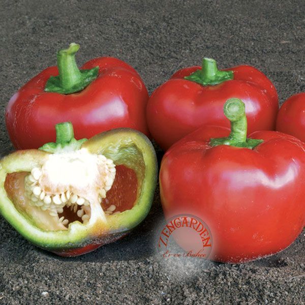 Topepo minyatür biber tohumu tatlı geleneksel toperosso pepper seeds
