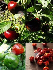 Topepo minyatür biber tohumu tatlı geleneksel toperosso pepper seeds