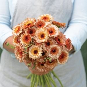 Orange Flash şeftali calendula aynısafa çiçeği tohumu - 116,71 TL