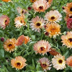 Orange Flash şeftali calendula aynısafa çiçeği tohumu