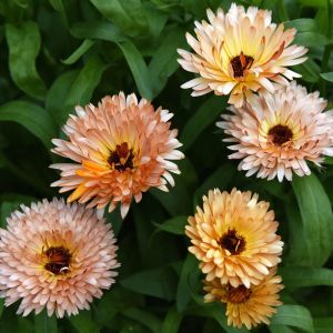 Orange Flash şeftali calendula aynısafa çiçeği tohumu