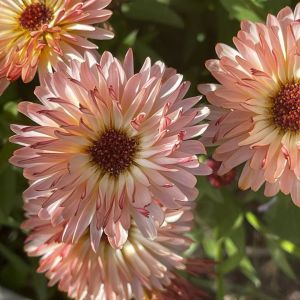Orange Flash şeftali calendula aynısafa çiçeği tohumu
