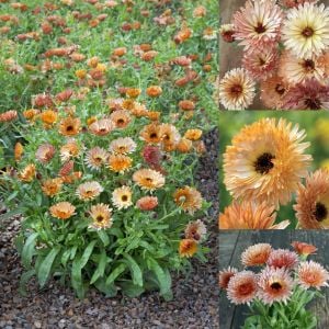 Orange Flash şeftali calendula aynısafa çiçeği tohumu