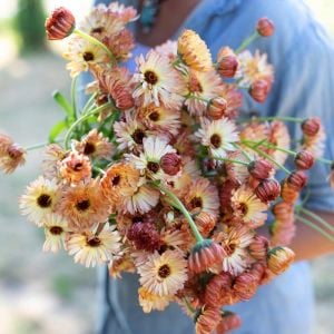 Orange Flash şeftali calendula aynısafa çiçeği tohumu