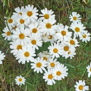 Organik böcek kovucu papatya tohumu chrysanthemum cinerariaefolium