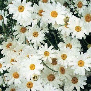 Organik böcek kovucu papatya tohumu chrysanthemum cinerariaefolium
