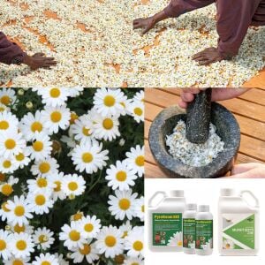 Organik böcek kovucu papatya tohumu chrysanthemum cinerariaefolium