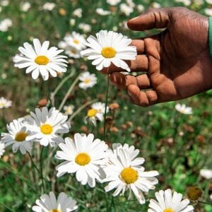 Organik böcek kovucu papatya tohumu chrysanthemum cinerariaefolium