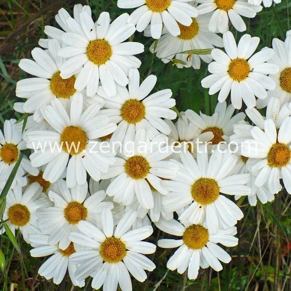 Organik böcek kovucu papatya tohumu chrysanthemum cinerariaefolium