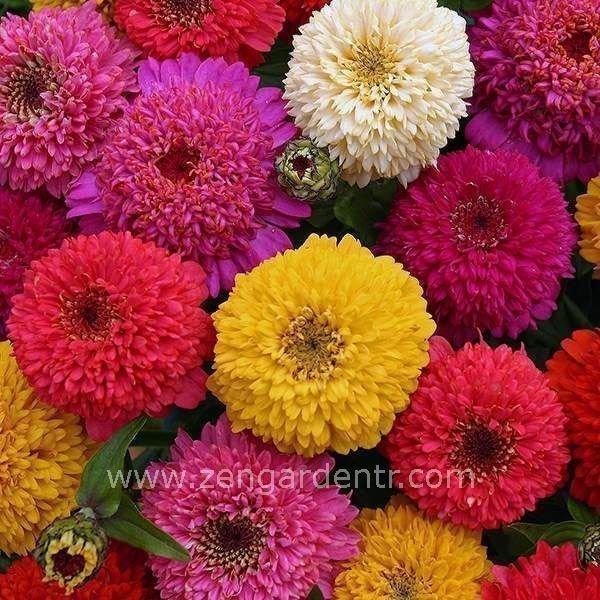 Pat çiçekli zinnia tohumu müthiş çiçek scabiosa flowered