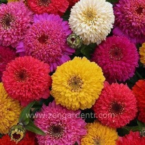 Pat çiçekli zinnia tohumu müthiş çiçek scabiosa flowered