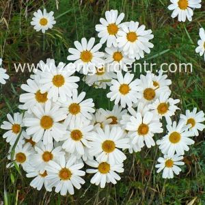 Organik böcek kovucu papatya tohumu chrysanthemum cinerariaefolium