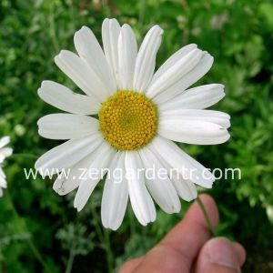 Organik böcek kovucu papatya tohumu chrysanthemum cinerariaefolium