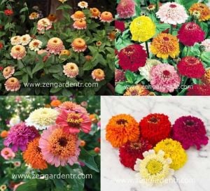 Pat çiçekli zinnia tohumu müthiş çiçek scabiosa flowered