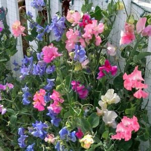 Kokulu lathyrus tohumu bodur tatlı bezelye sweetpea bijou karışımı