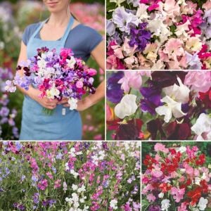 Kokulu lathyrus tohumu bodur tatlı bezelye sweetpea bijou karışımı