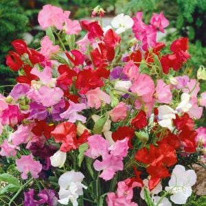 Kokulu lathyrus tohumu bodur tatlı bezelye sweetpea bijou karışımı