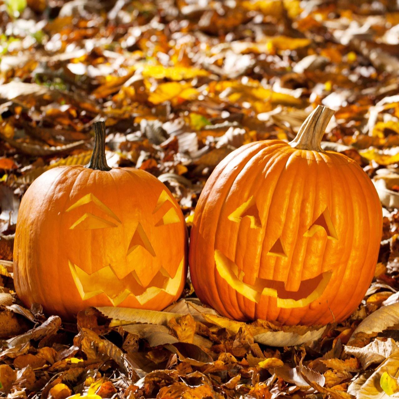 Jack o' lantern fener kabağı tohumu