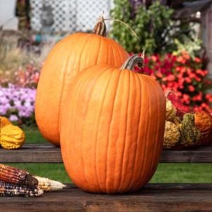 Jack o' lantern fener kabağı tohumu