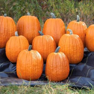 Jack o' lantern fener kabağı tohumu