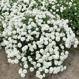 Marshmallow civanperçemi tohumu achillea ptarmica