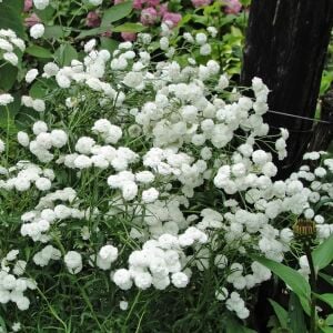 Marshmallow civanperçemi tohumu achillea ptarmica
