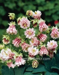 Tower haseki küpesi tohumu karışımı aquilegia tower mix