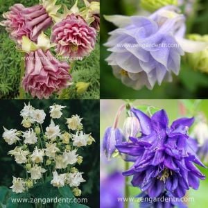 Tower haseki küpesi tohumu karışımı aquilegia tower mix