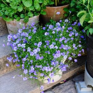 Mavi Melek silene coeli rosa tohumu blue angel
