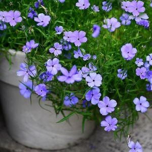 Mavi Melek silene coeli rosa tohumu blue angel