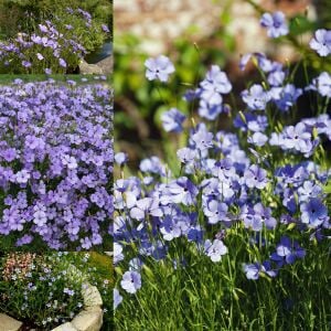 Mavi Melek silene coeli rosa tohumu blue angel