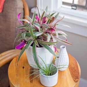 Telgraf çiçeği fidesi tradescantia spathacea variegata rhoeo moses in the cradle