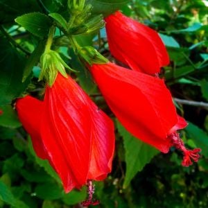 Kırmızı Japon gülü fidesi hibiscus arboreus Turk's cap
