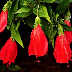 Kırmızı Japon gülü fidesi hibiscus arboreus Turk's cap
