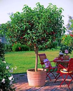 Kırmızı Japon gülü fidesi hibiscus arboreus Turk's cap