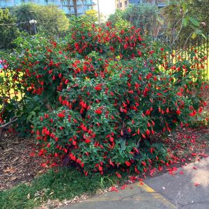 Kırmızı Japon gülü fidesi hibiscus arboreus Turk's cap