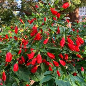 Kırmızı Japon gülü fidesi hibiscus arboreus Turk's cap