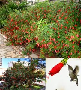 Kırmızı Japon gülü fidesi hibiscus arboreus Turk's cap