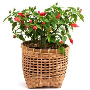 Kırmızı Japon gülü fidesi hibiscus arboreus Turk's cap