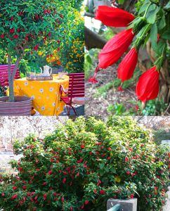 Kırmızı Japon gülü fidesi hibiscus arboreus Turk's cap