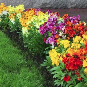 Scarlet emperor kokulu bahçe şebboy tohumu cheiranthus