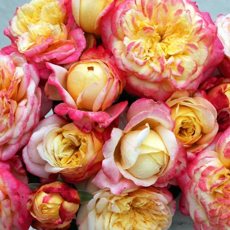 Kordes Jubilee yoğun kokulu gül fidanı aşılı 3+ yaş