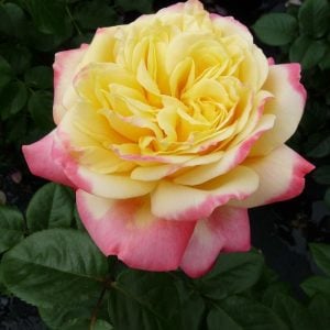 Kordes Jubilee yoğun kokulu gül fidanı aşılı 3+ yaş