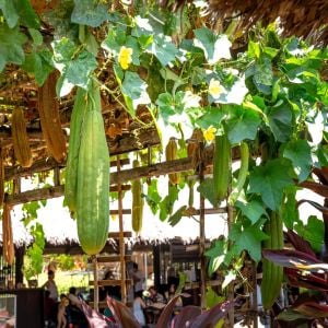 Lif sünger kabağı tohumu geleneksel luffa cylindrica