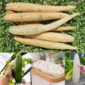 Lif sünger kabağı tohumu geleneksel luffa cylindrica