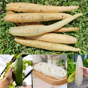 Lif sünger kabağı tohumu geleneksel luffa cylindrica