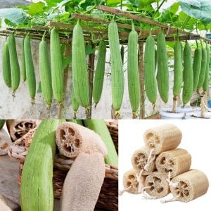 Lif sünger kabağı tohumu geleneksel luffa cylindrica