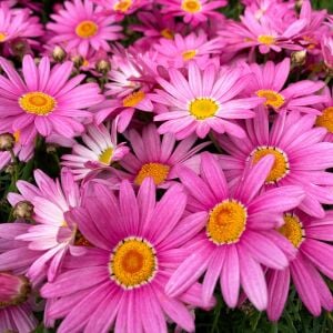 Gül pembe çeşme papatyası fidesi aramis rose