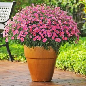 Gül pembe çeşme papatyası fidesi aramis rose